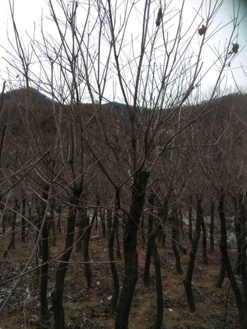 黄栌8~10cm3~3.5m