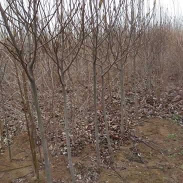 黄栌8~10cm3~3.5m