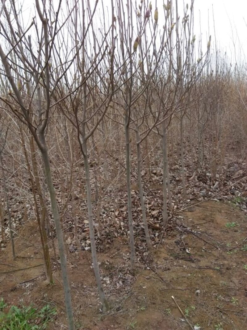 黄栌8~10cm3~3.5m