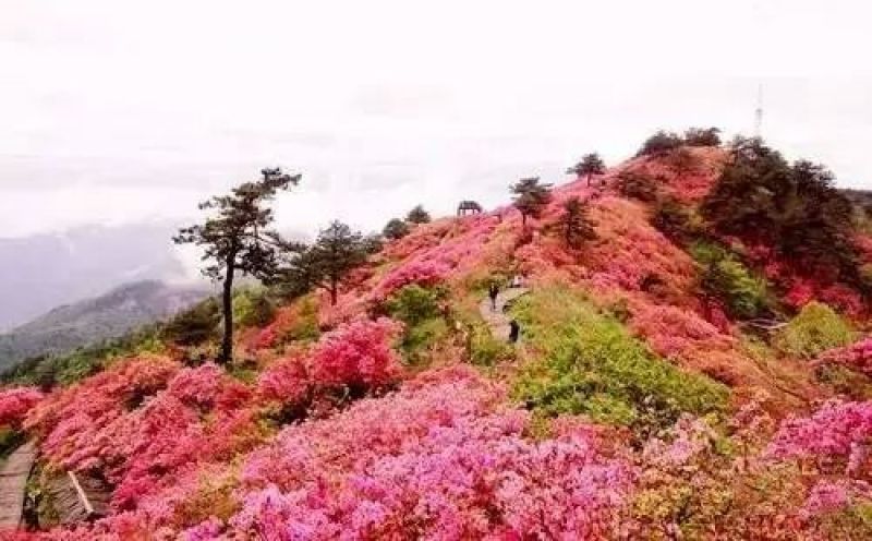 杜鹃2~4cm0.5~1米