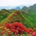 杜鹃2~4cm0.5~1米