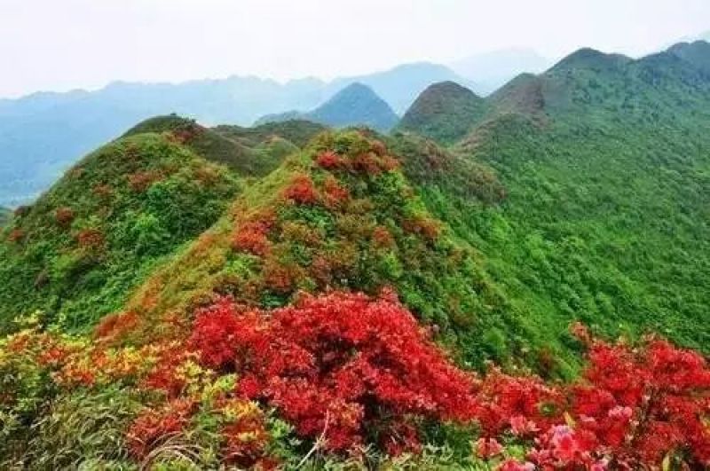 杜鹃2~4cm0.5~1米