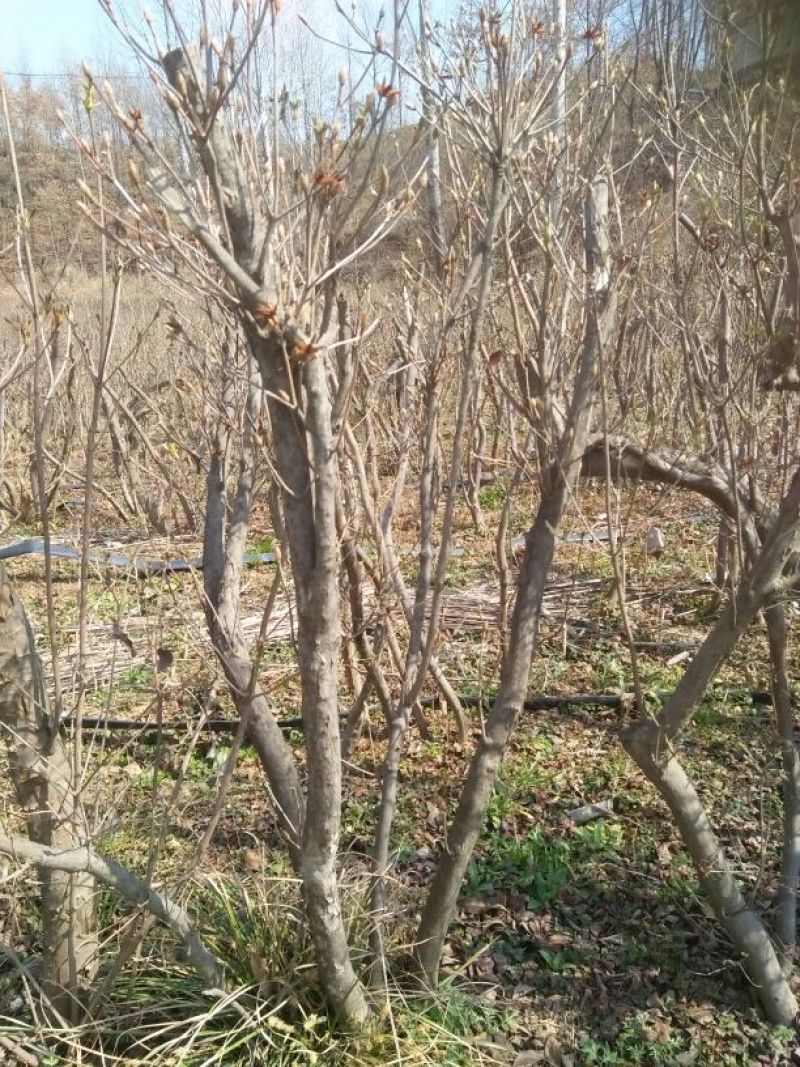 杜鹃2~4cm0.5~1米