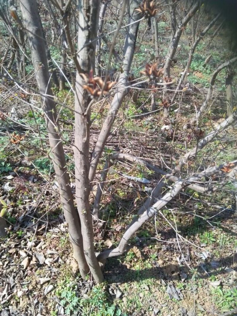 杜鹃2~4cm0.5~1米