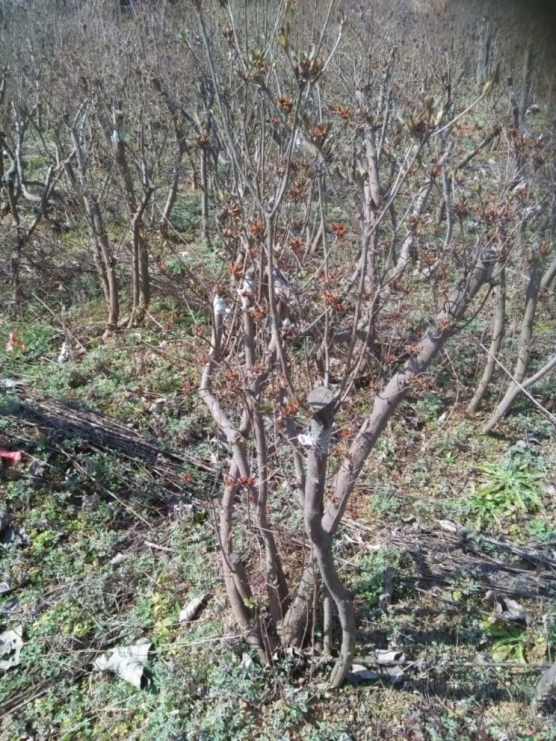 杜鹃2~4cm0.5~1米