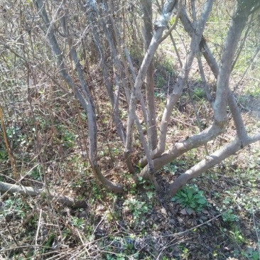 杜鹃2~4cm0.5~1米