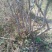 杜鹃2~4cm0.5~1米