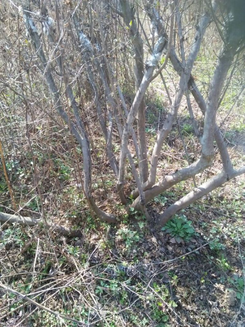 杜鹃2~4cm0.5~1米