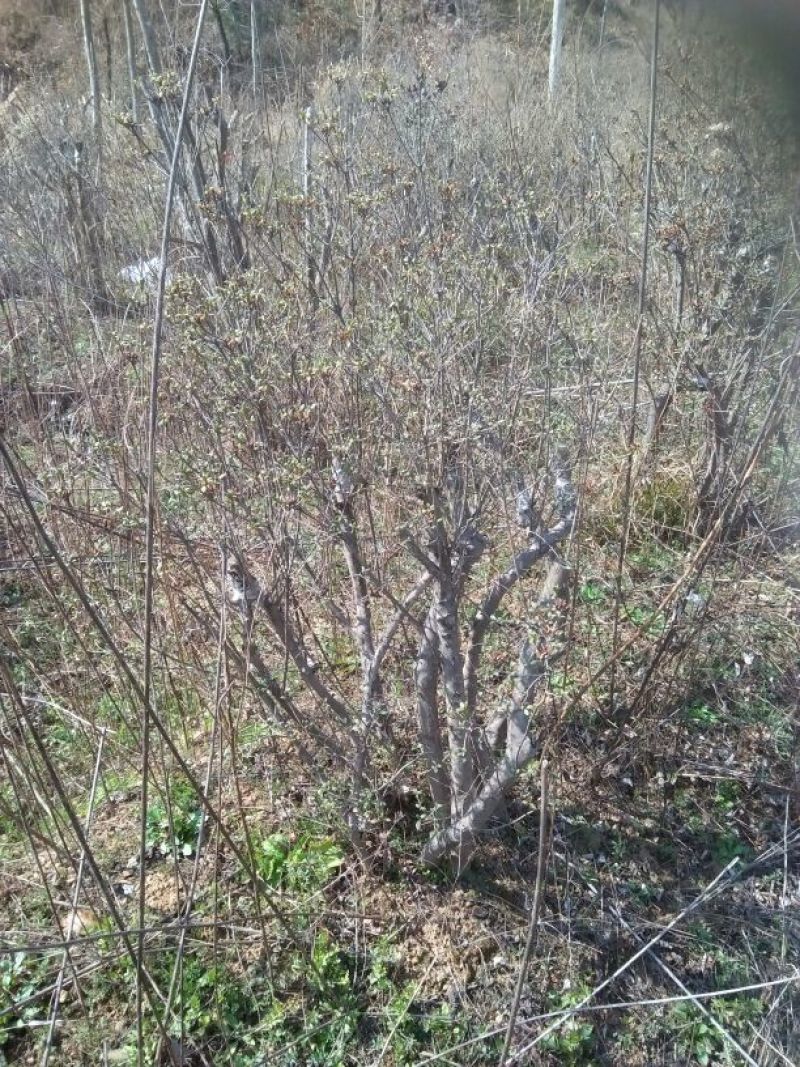 杜鹃2~4cm0.5~1米