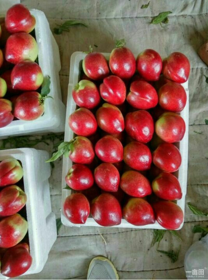 黄油桃2两以上