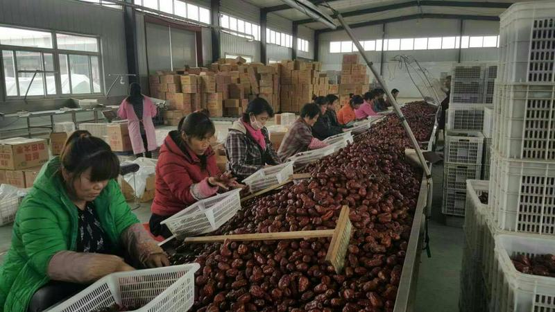 新枣上市干红枣和田大枣大量货源支持线上交易