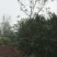 黄山栾树20cm以上20cm以上4米以上