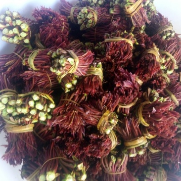 红油6号香椿20cm以下