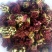 红油6号香椿20cm以下