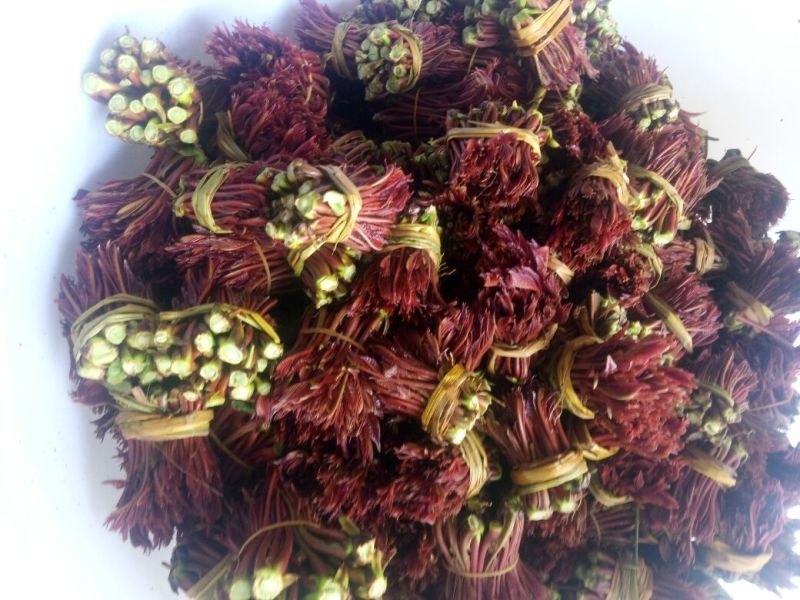 红油6号香椿20cm以下