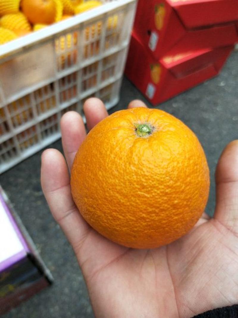 中华红脐橙秭归中华红个大味甜支持地头看货对接电商平台