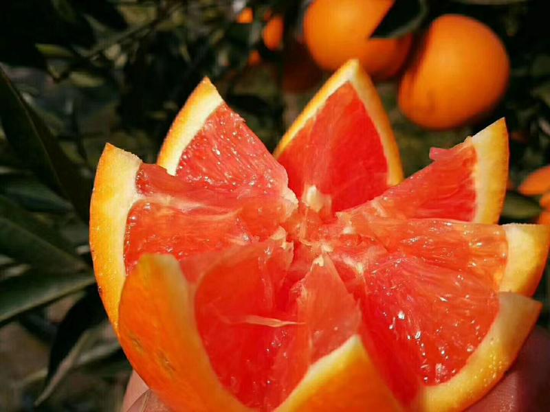 中华红脐橙秭归中华红个大味甜支持地头看货对接电商平台