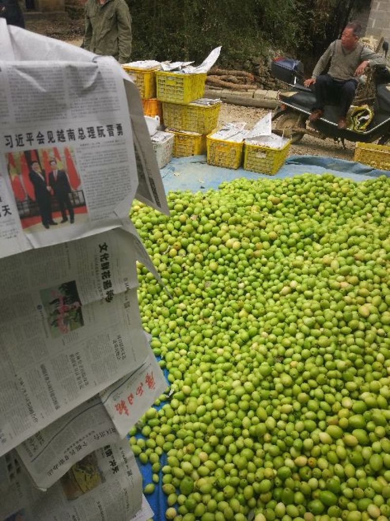广西大量台湾大青枣上市，欢迎各位老板电话定货