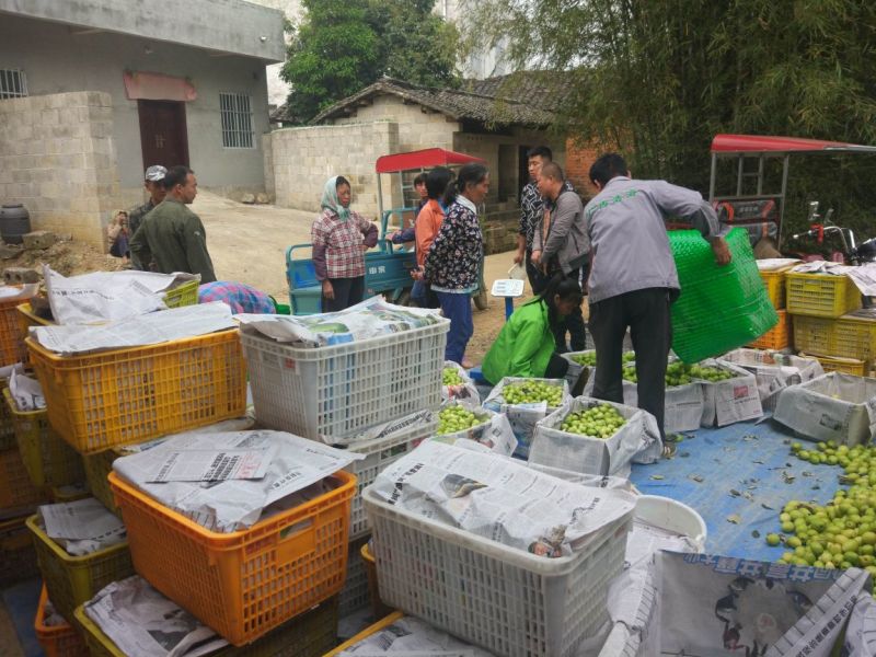广西大量台湾大青枣上市，欢迎各位老板电话定货