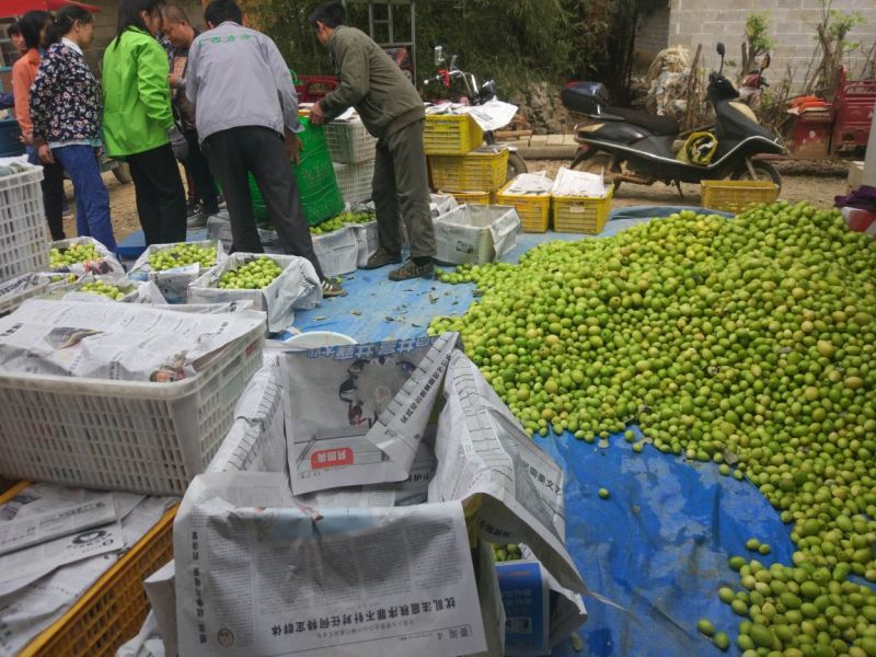 广西大量台湾大青枣上市，欢迎各位老板电话定货