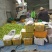 广西大量台湾大青枣上市，欢迎各位老板电话定货