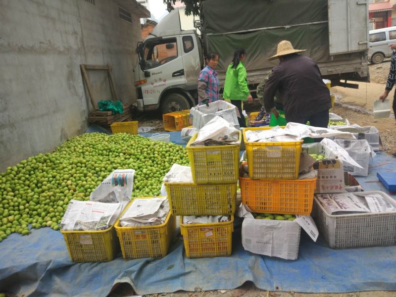 广西大量台湾大青枣上市，欢迎各位老板电话定货