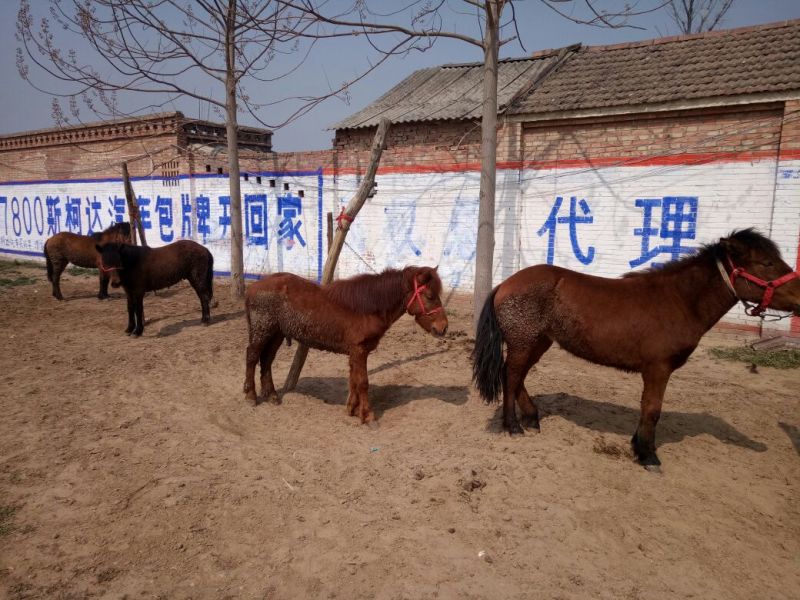 肉马300~400kg
