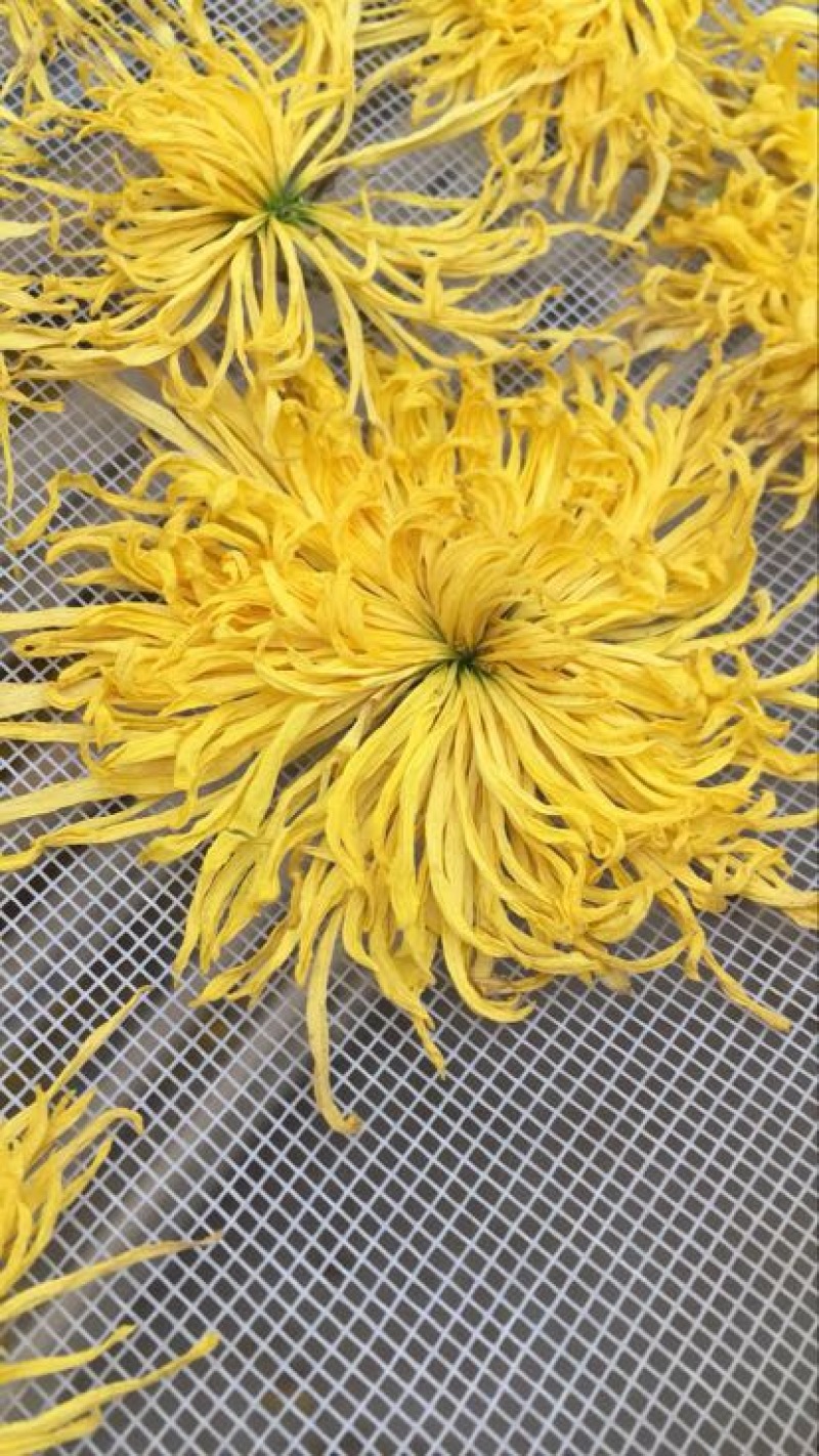 干菊花