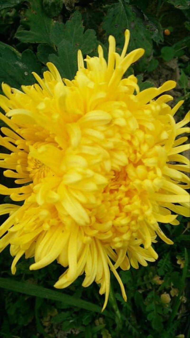 干菊花