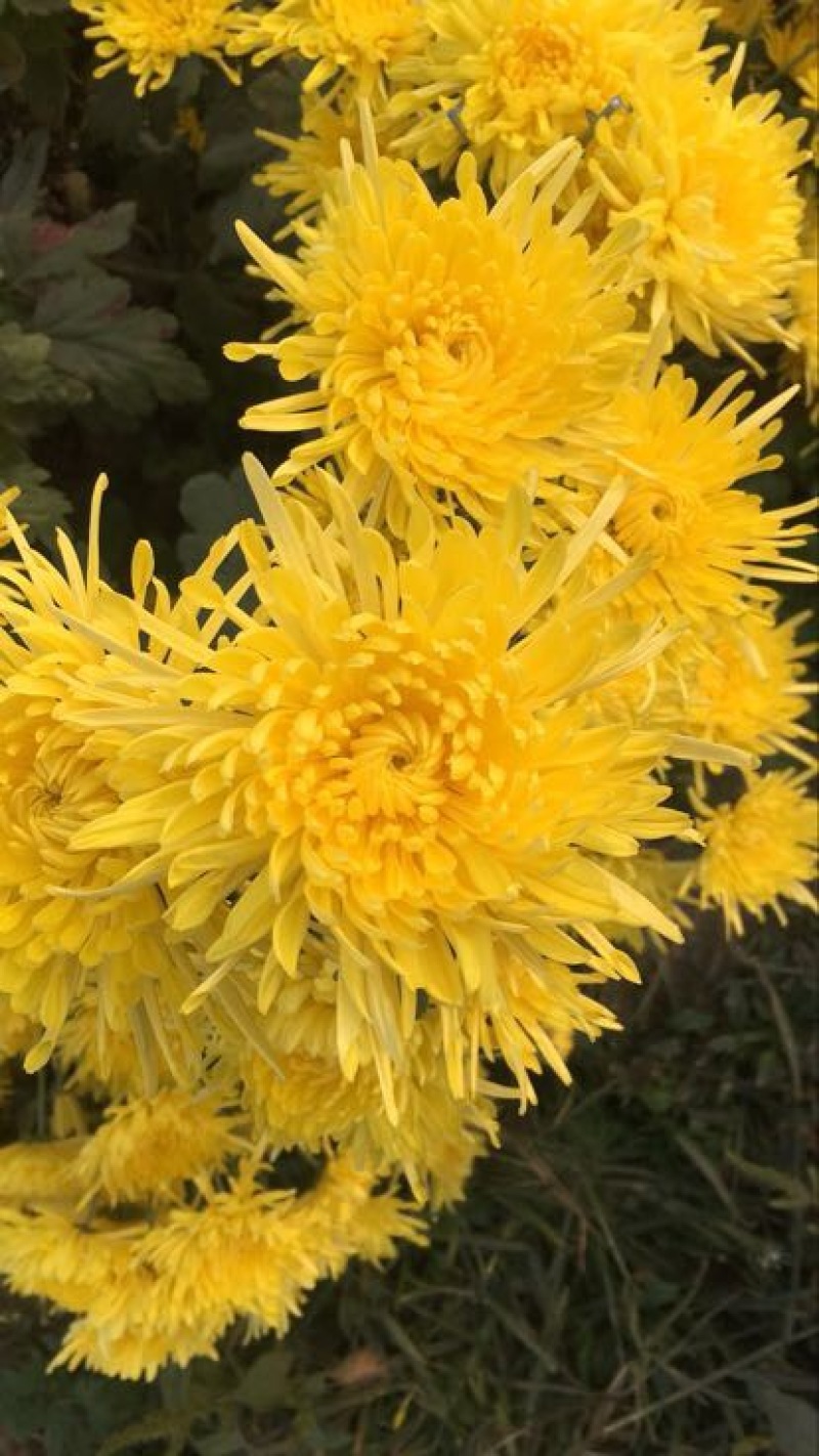 干菊花