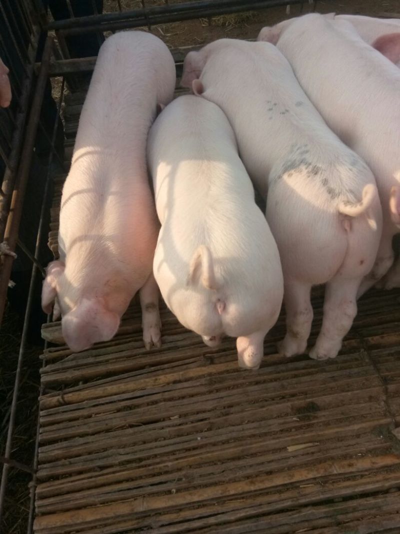 仔猪批发基地优良品种猪苗培育基地大量猪苗出售