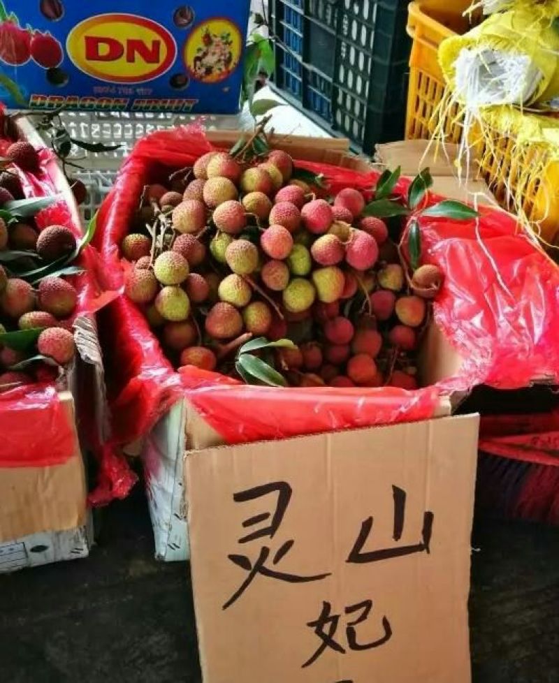 无核荔枝苗50~80cm