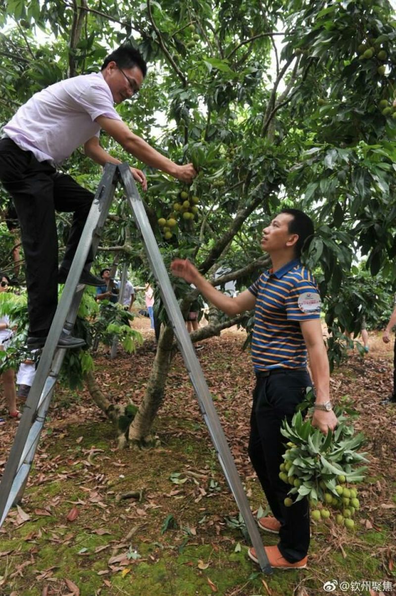 无核荔枝苗50~80cm