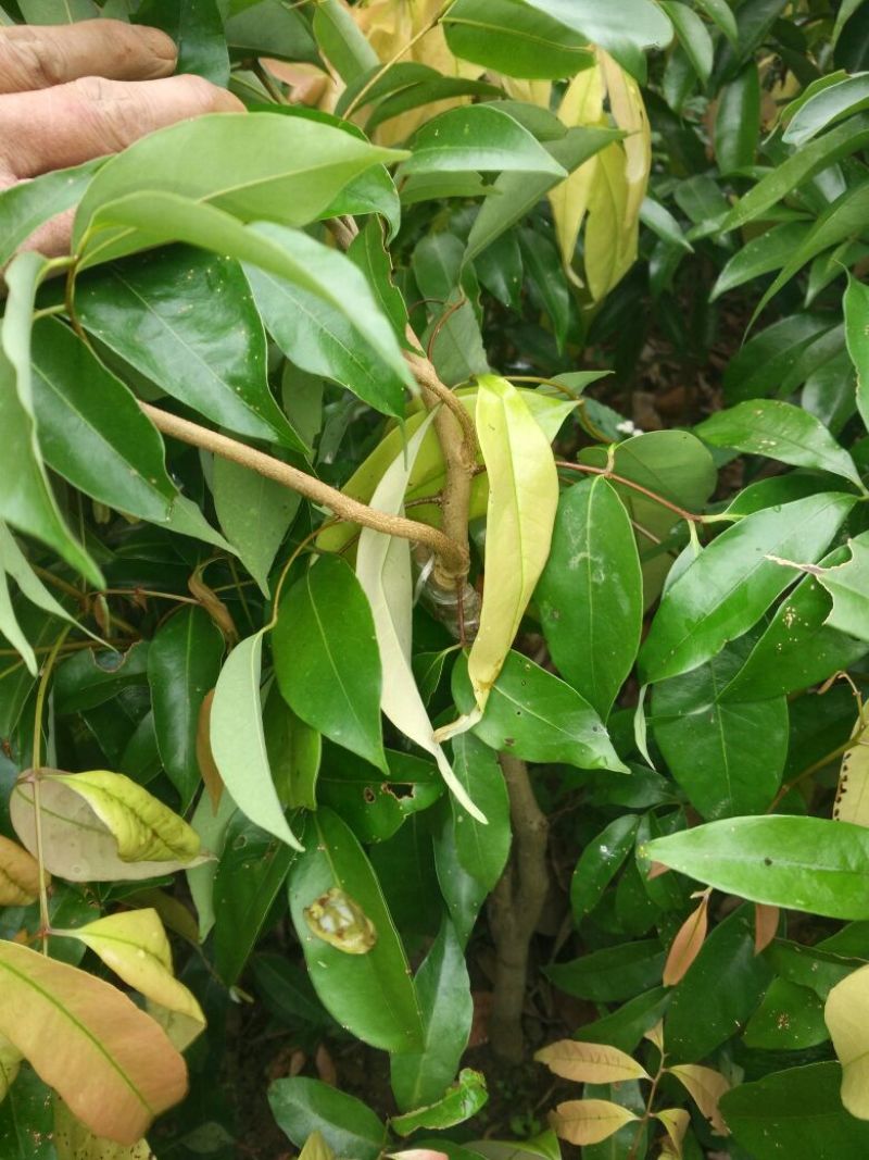 无核荔枝苗50~80cm