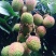 无核荔枝苗50~80cm