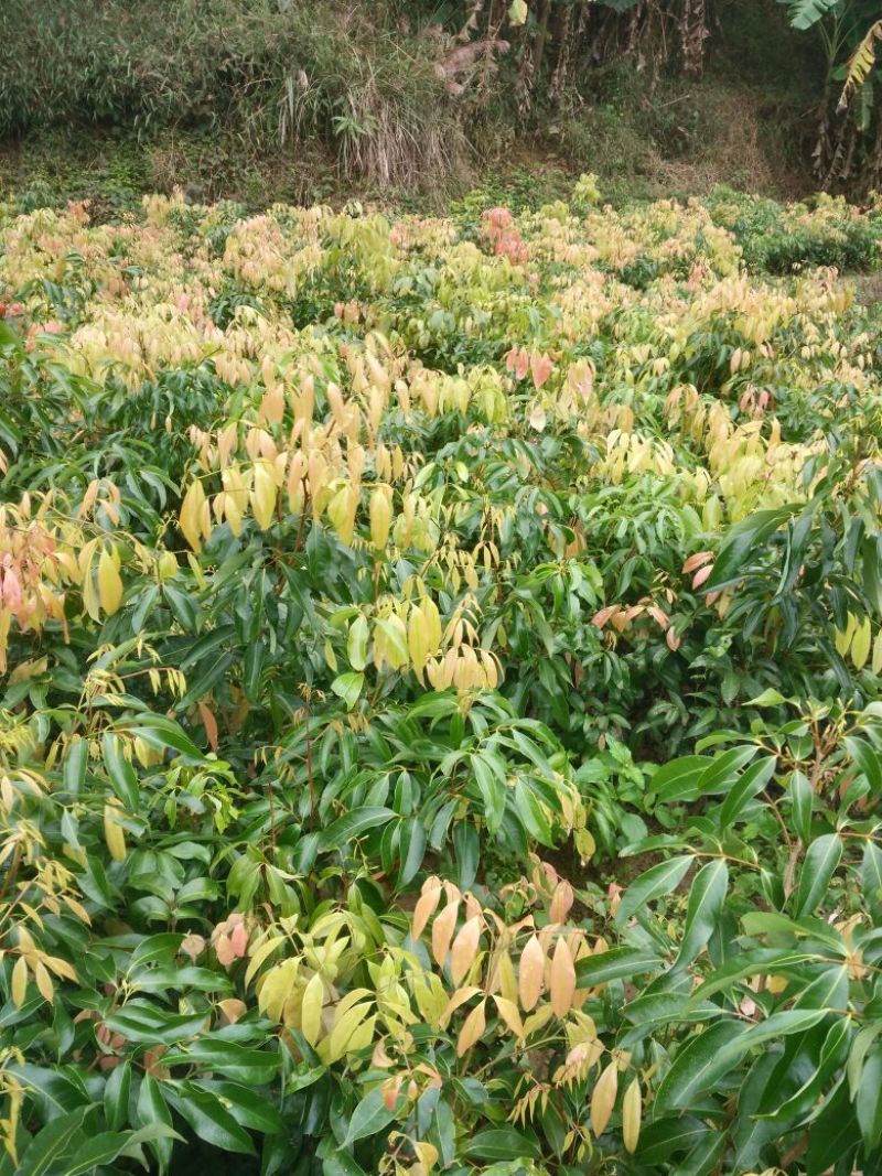 无核荔枝苗50~80cm