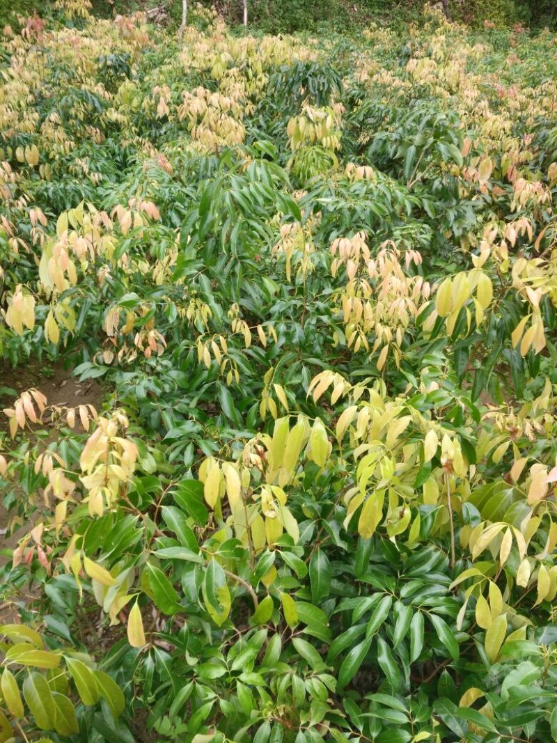 无核荔枝苗50~80cm