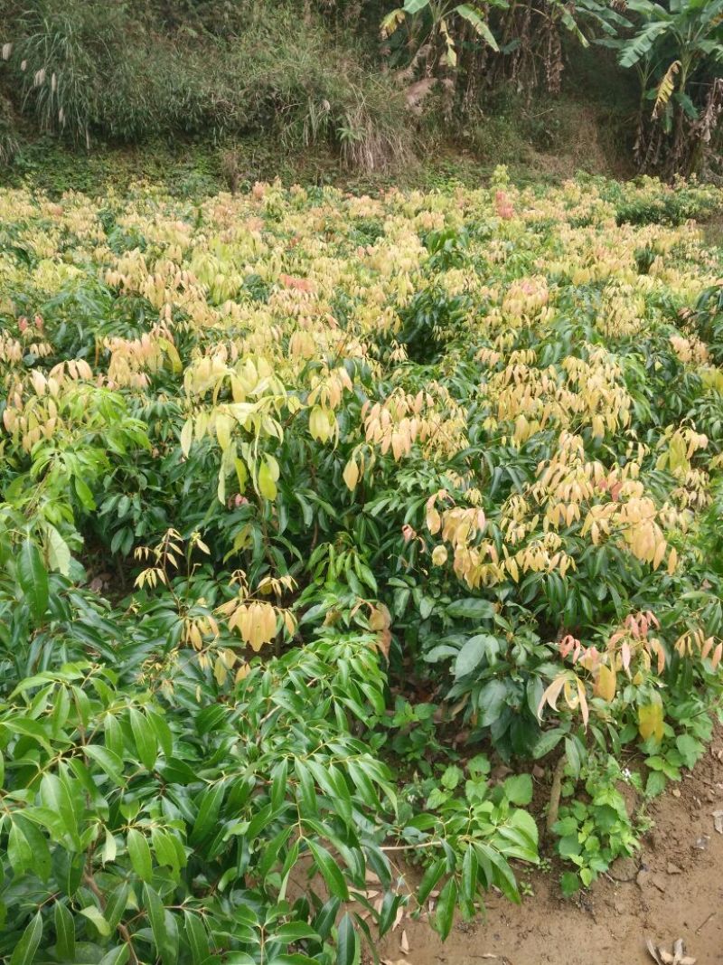 无核荔枝苗50~80cm