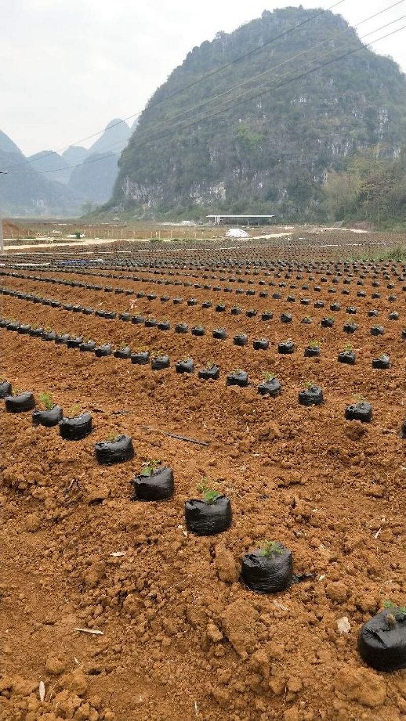 藤县其洪农贸有限公司大量提供葛根种苗土培苗二代，包回收