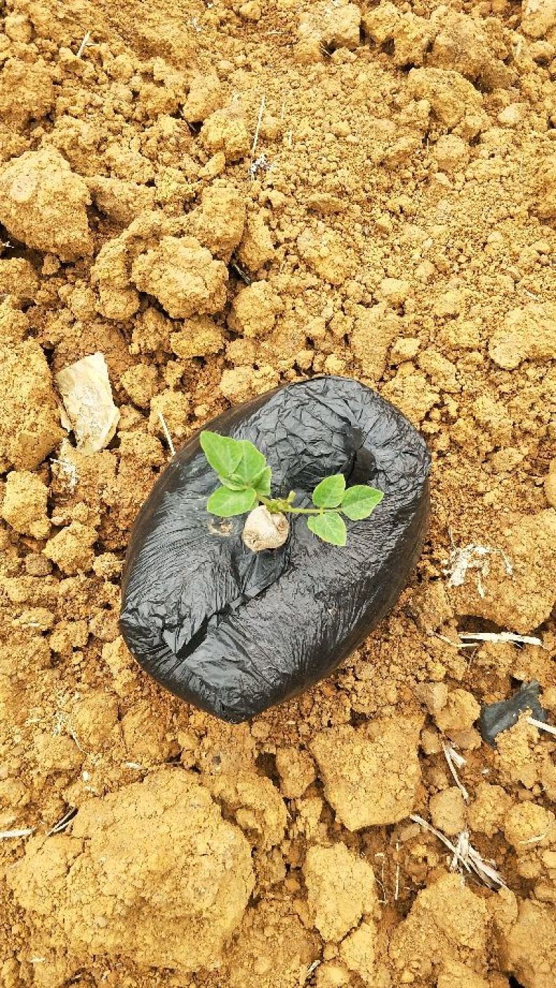 藤县其洪农贸有限公司大量提供葛根种苗土培苗二代，包回收