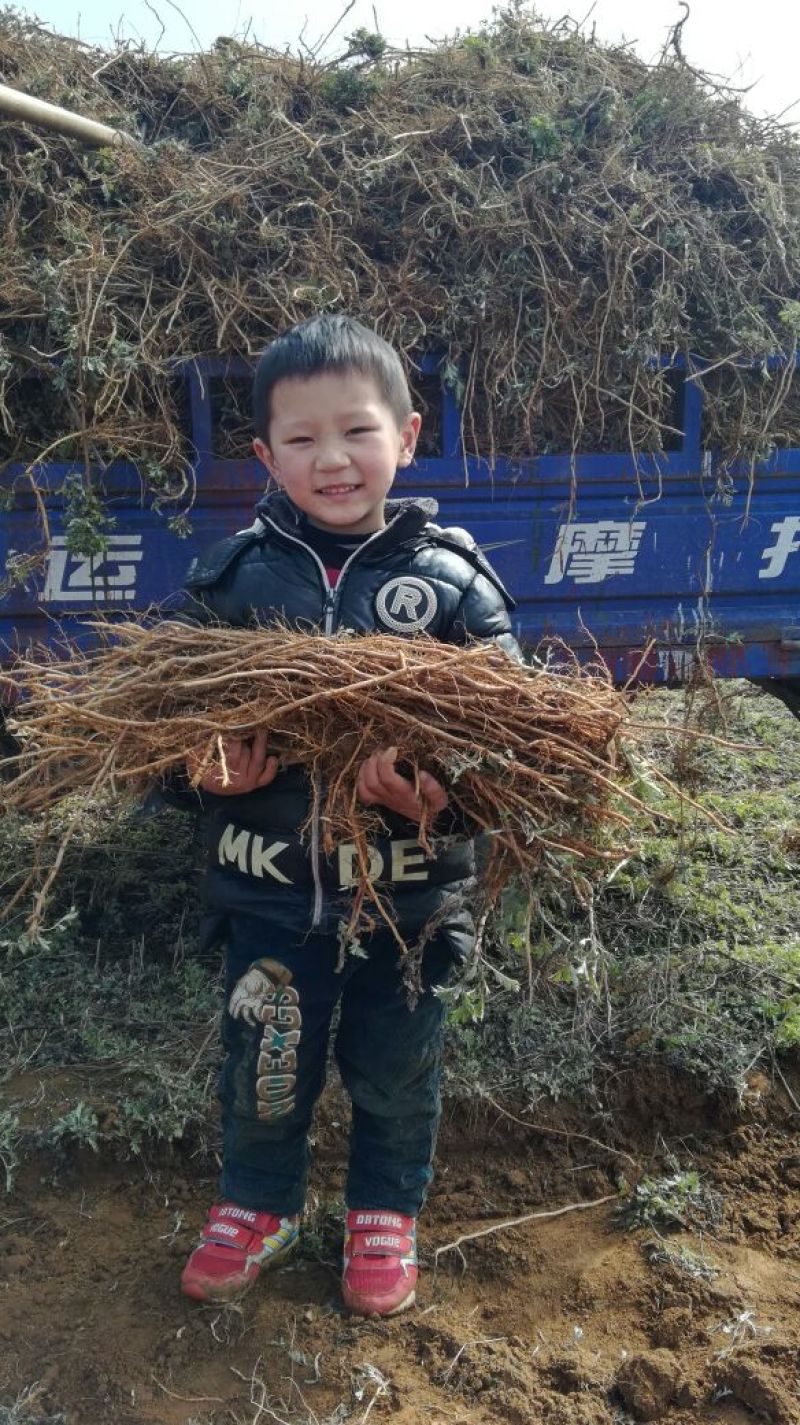 端午艾根，纯度高，无杂，大叶，出绒率高，包成活，管回收，