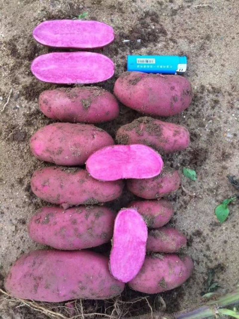 红心土豆2两以上精品