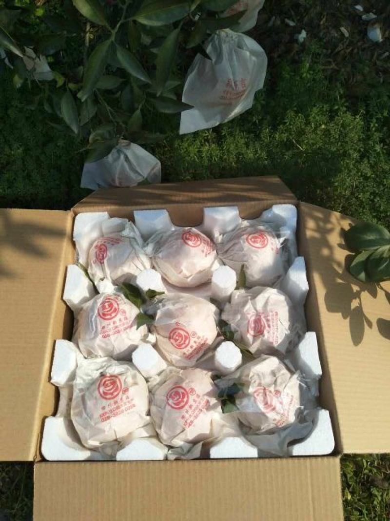 四川眉山丹棱不知火丑柑5斤包邮精品大果