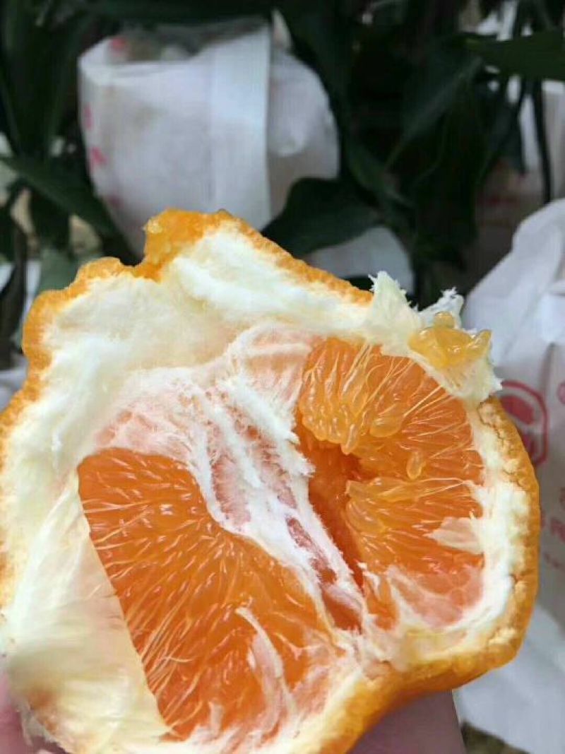 四川眉山丹棱不知火丑柑5斤包邮精品大果