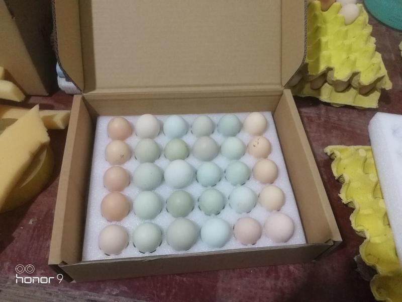 绿壳鸡蛋40~50g食用