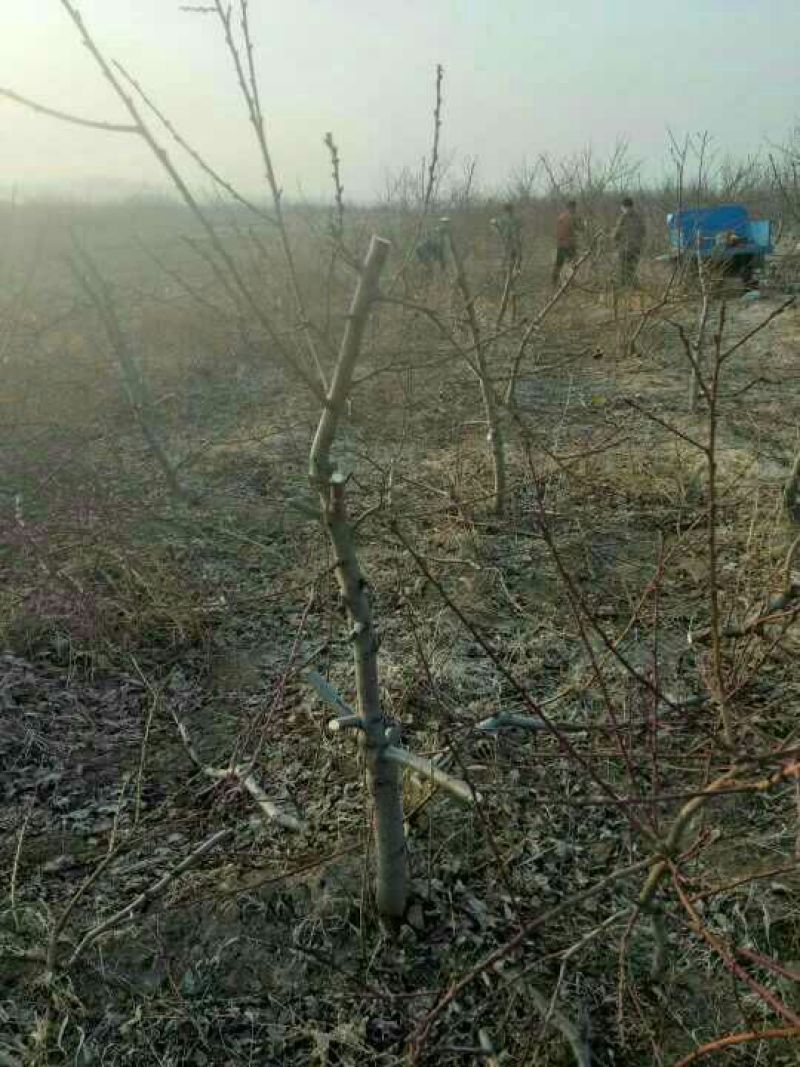 占地桃树桃树