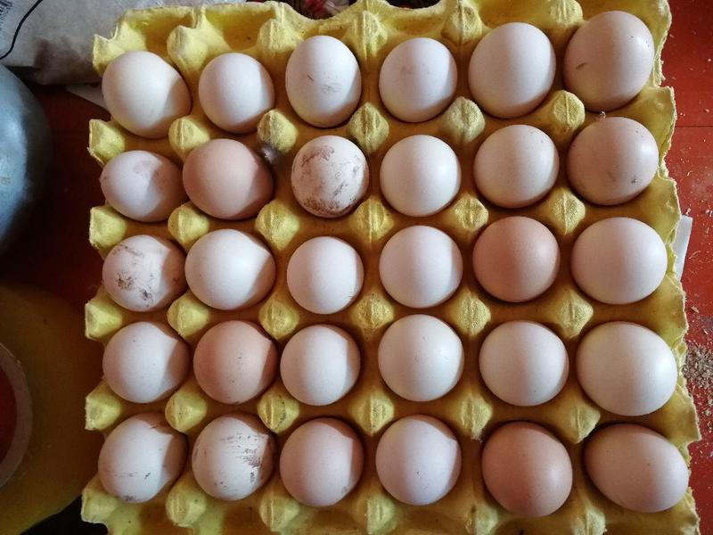乌鸡蛋50~60g食用