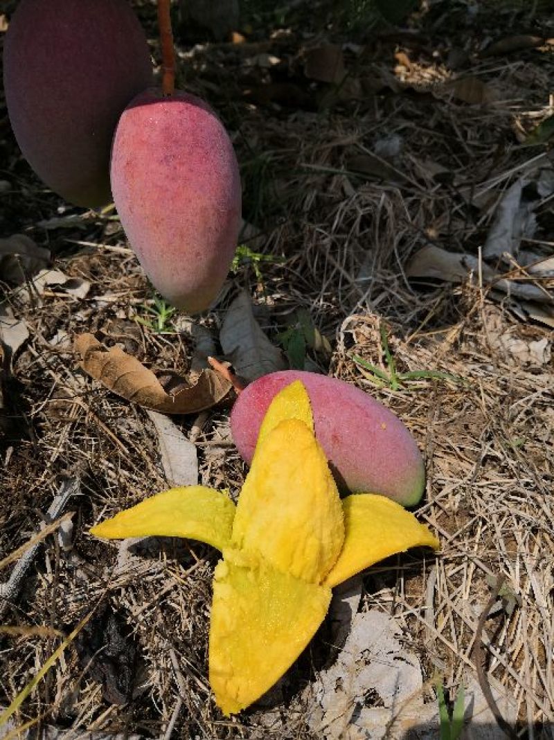 贵妃芒海南贵妃芒
