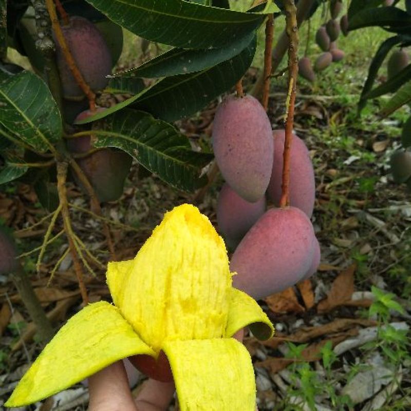 贵妃芒海南贵妃芒