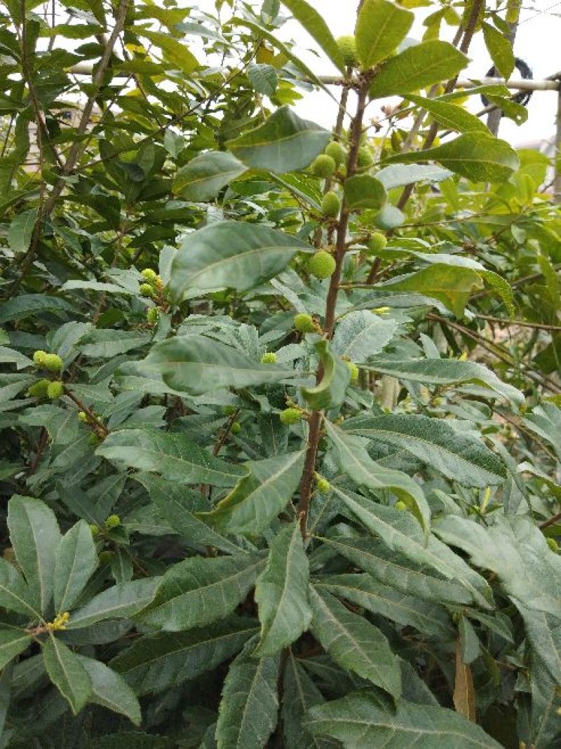 杨梅苗大梅！杯苗！规格大小都有！晚熟杨梅。